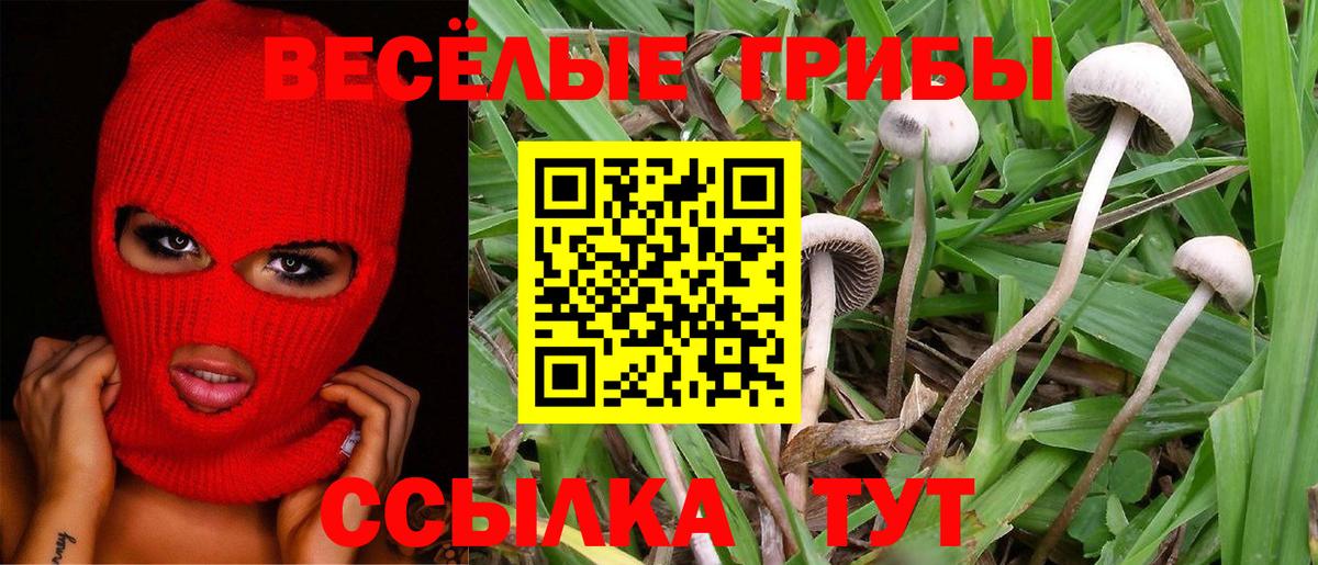 Луховицы  где найти   Вход с VPN  Галлюциногенные грибы Psilocybe 